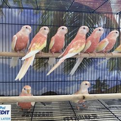 Rubino Bourke Parakeets for sale (Parrot)