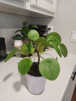 Chinese money Plant
