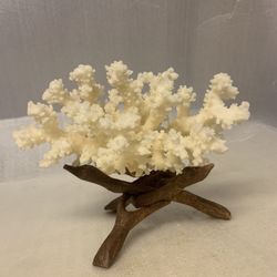 Vintage Large Natural Birdsnest Coral With Drafted Wood Stand