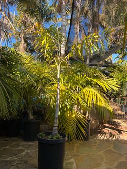 Foxtail palms(Wodyetia bifurcata)