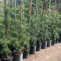 5 Gallon Size- Podocarpus Trees- Hibiscus- Pepper Trees- Jasmine- Ficus- Rose Bushes- Cypress- Lavender- Boxwood- Bougainvillea- Bird Of Paradise- 