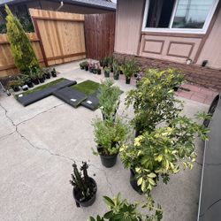 Plants For Sell
