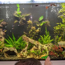 33g Tall Aquarium for Sale in Spanaway, WA - OfferUp