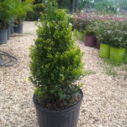 Cone Compacta Holly 
