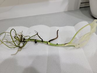 High variegated monstera cutting