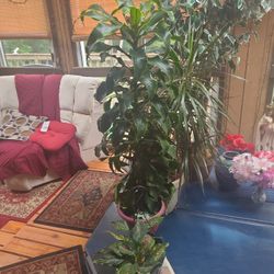 Dracaena Fragrans Plant