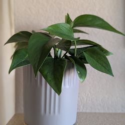 Healthy Beautiful Indoor Plant(Large Pothos)