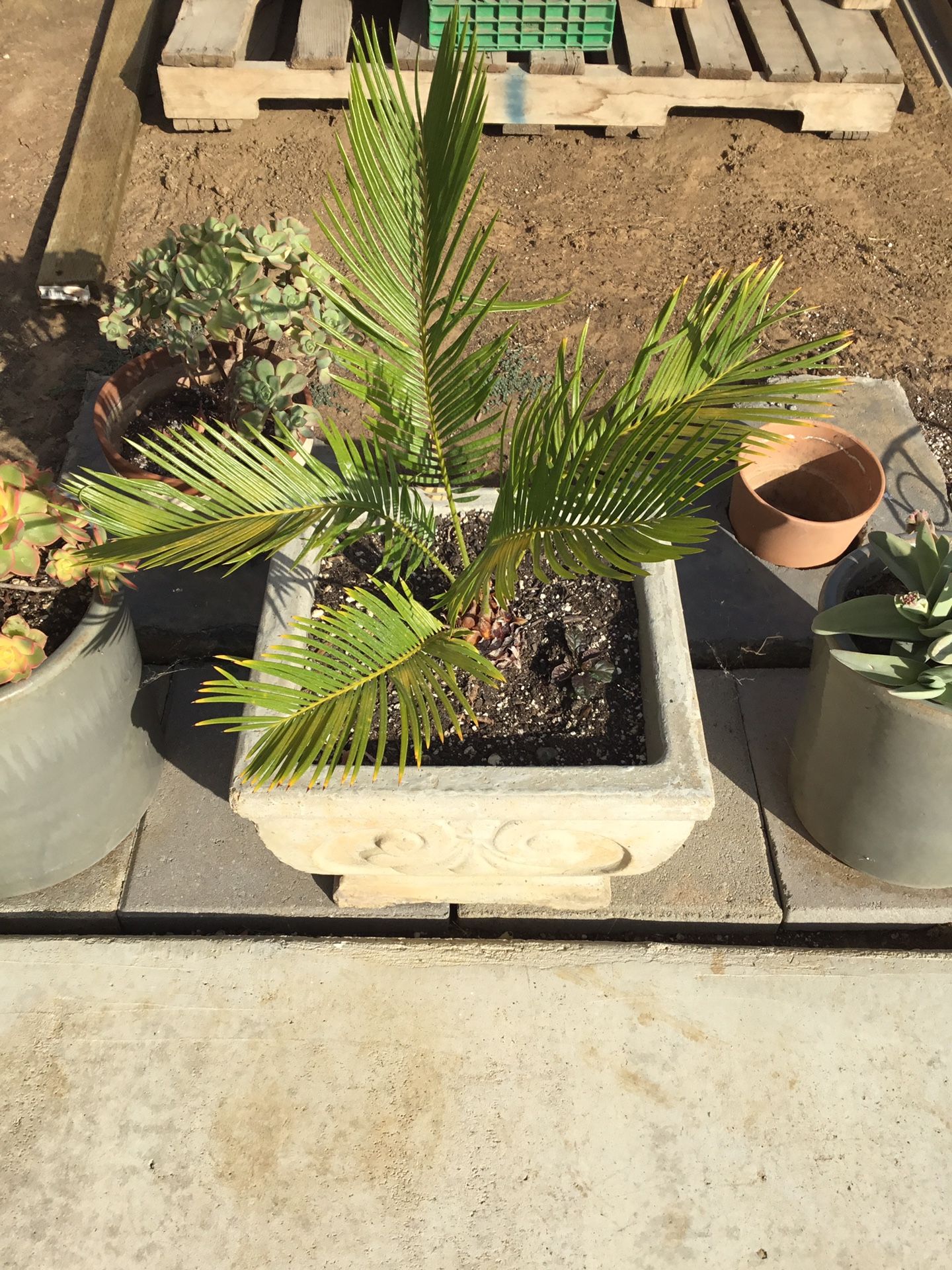 Sago palm in concrete planter.