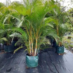 15 Gallon Areca