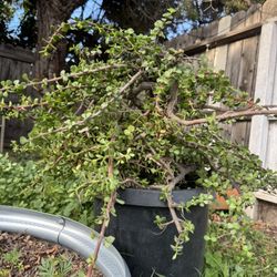 Jade Plant/elephant Plant Succulent Cuttings