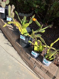 Cactus and Succulents