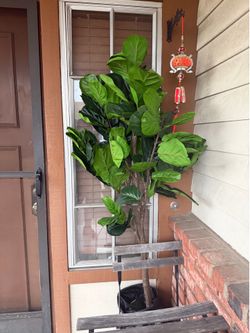Artificial Fig plant