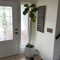 Fiddle leaf fig tree