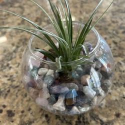 Live Air Plant And Vase