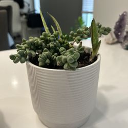 Cactus- Small Pot