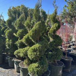 Green Spiral Junipers