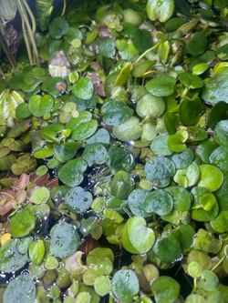 Frogbit
