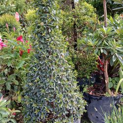 Eugenia Topiary Cone Shaped $95