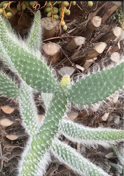 3ft cacti in pot