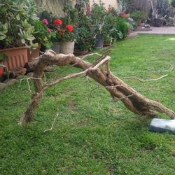Natural Driftwood For Aquariums Terrariums Decor 