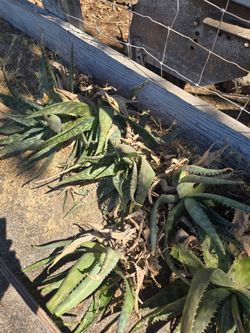 FREE ALOE CACTUS PLANTS