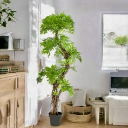 This Ad Up-Still Available-New-Beautiful Japanese 6FT Artificial Ficus Silk Plant/Tree🌴with Gray Plastic Nursery Pot