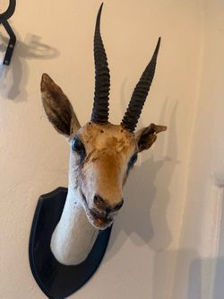Vintage Deer Head Taxidermy Gazelle