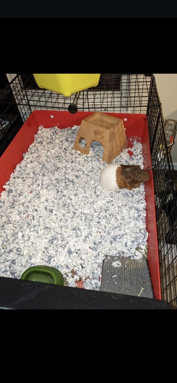 C And C Guinea Pig Cages