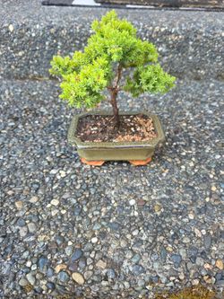 Bonsai tree Juniper bonsai
