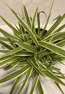 Spider Plant