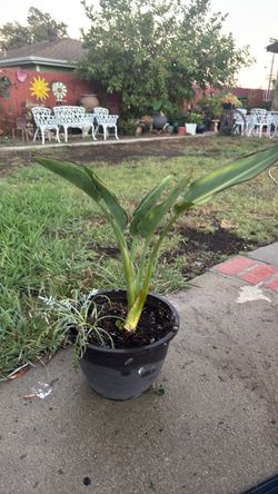 Bird of paradise plant