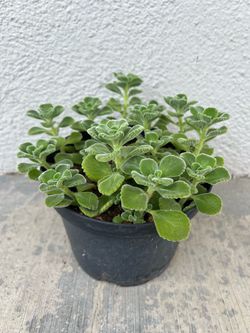 Plants / Vicks plants