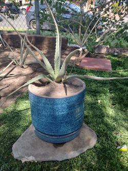 Potted aloe plant baby