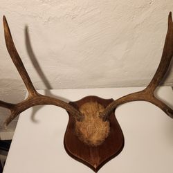 Antlers Decoration