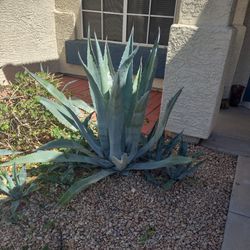 AGAVE PLANTS  $10