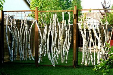 Birch branches