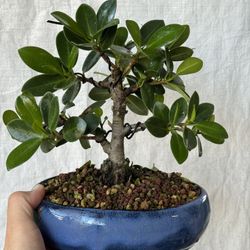 Green Island Ficus 