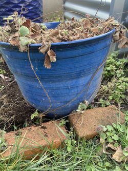 Meduim Plastic Blue Pot Container 