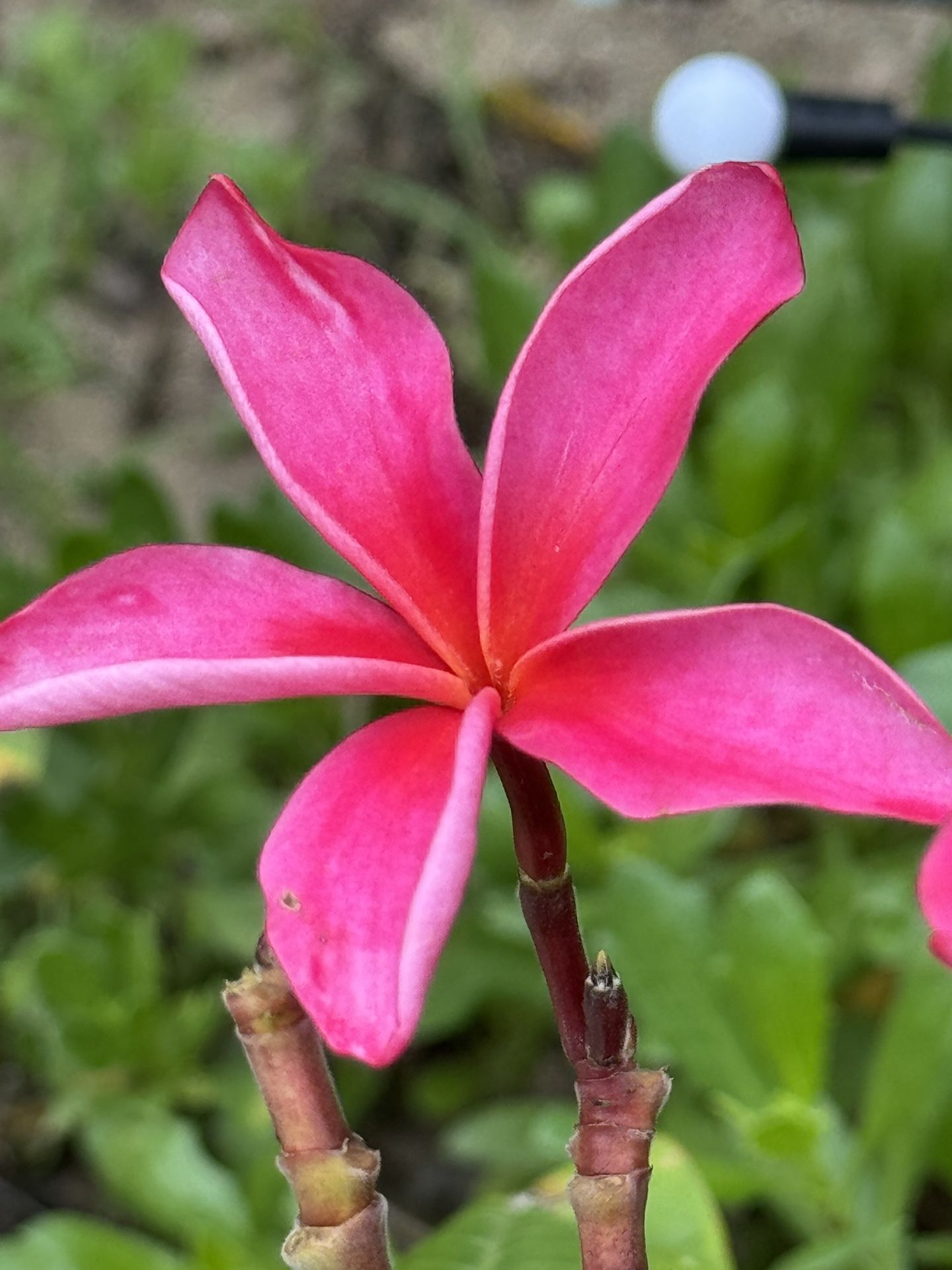 Potted Plumeria