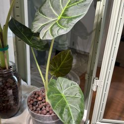 Alocasia Regal Shield Pup