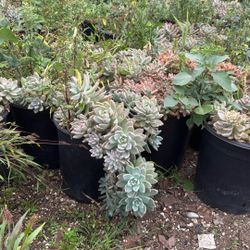 Beautiful Succulents