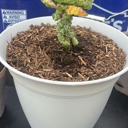 Brussel Sprout Plant In 10 Inch Self Watering Planter 