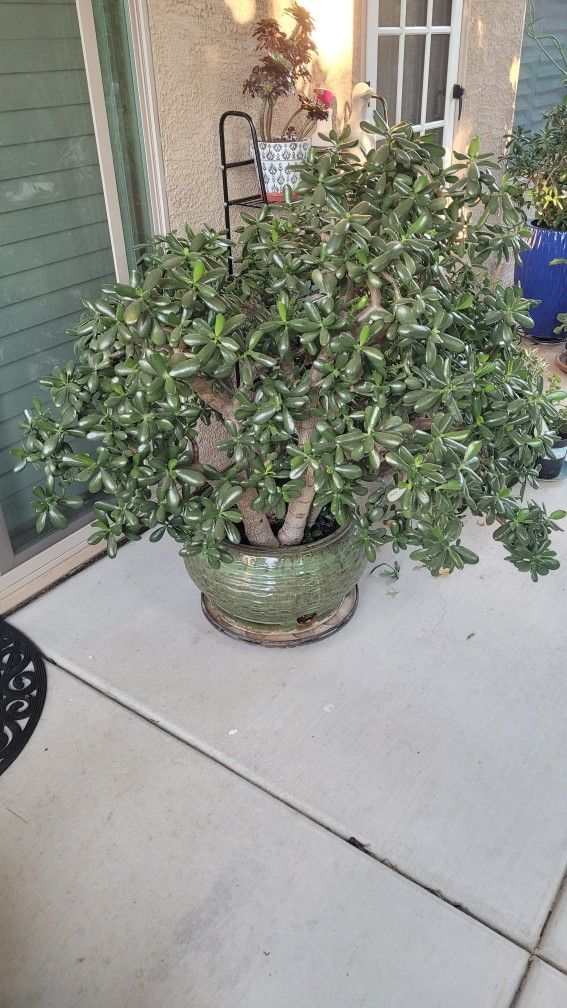 Large Jade Plant
