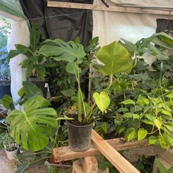 1gallon Split Leaves Plant