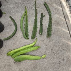 Cutting dragon fruit yellow 