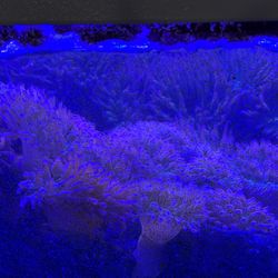 Pink/green Bubble Tip Anemone With Large Rock For Sale 