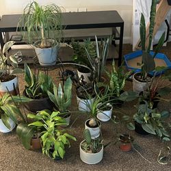 Plants, Pots & Plant Stands 