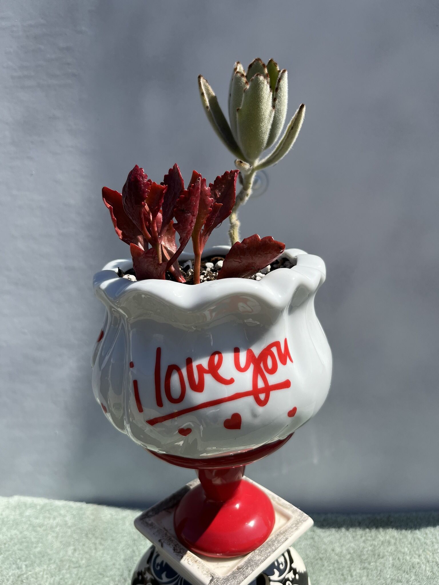Succulent - Love Bowl & Pedestal