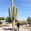 West Coast Cactus