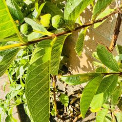 Grafted pink Guava Plant With 15 Gallon Ceramic Pot 
